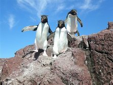 Sdamerika, Argentinien: An den Feuern des Sdens - Gelbschopfpinguine bei Puerto Deseado