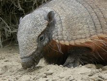 Sdamerika, Argentinien: An den Feuern des Sdens - Ein Grteltier