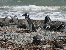 Sdamerika, Chile - Argentinien: Auf den Spuren des Kondors - Am Seno Otway