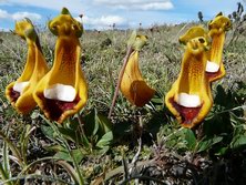 Sdamerika, Chile - Argentinien: Auf den Spuren des Kondors - Buntes in Patagonien